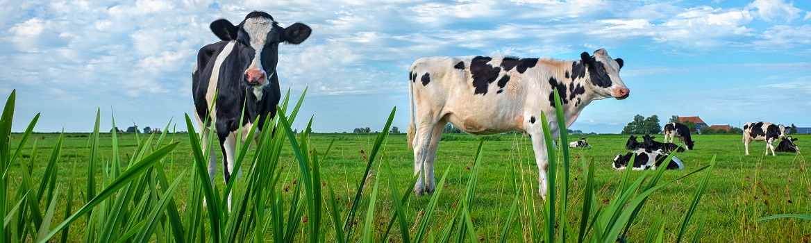 Het verlaagde btw-tarief: keep it simple, stupid!